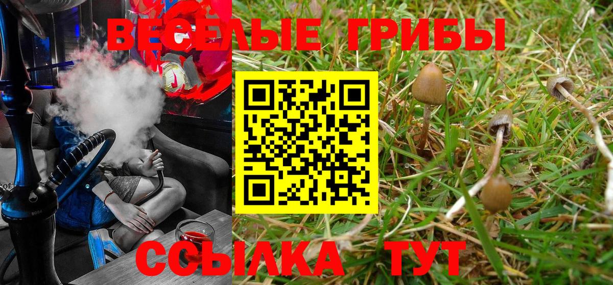 Псилоцибиновые грибы Psilocybe  Вход с VPN  Мыски 
